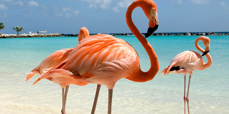 Cheap Aruba Flights